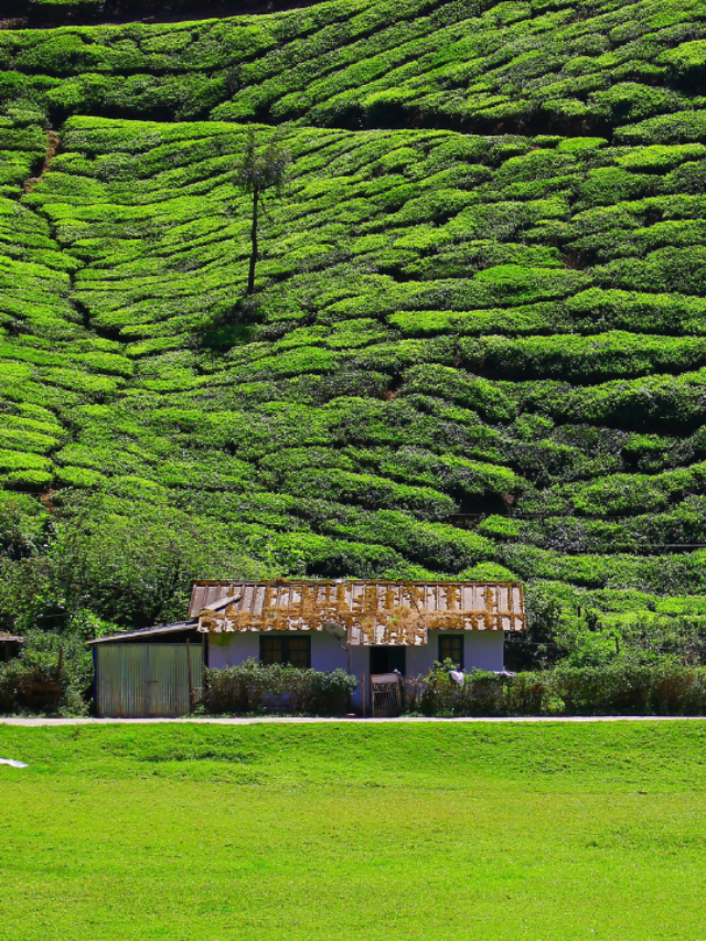 Munnar Tourist Places to Visit This October