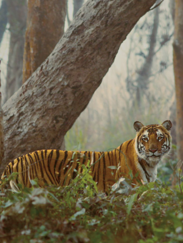 Top 10 Places to Spot Tigers Nearby Uttar Pradesh